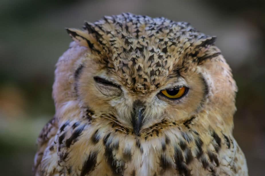This is a picture of an owl with one eye open. Large image.