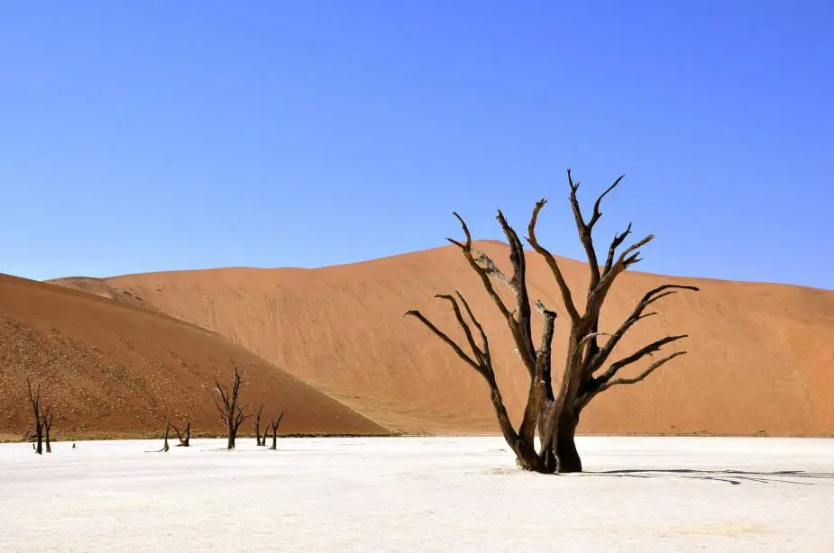 This shows a sandy desert with wooden trees. It is used for the sanding tips section.