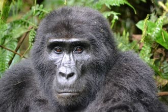 This shows a Gorilla. Image is from the How Long To Let Wood Glue Dry Before Sanding blog article.