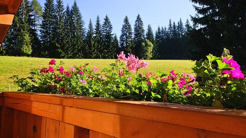 Flowers on railing