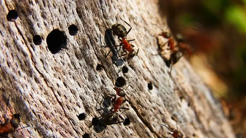 Ants infesting wood