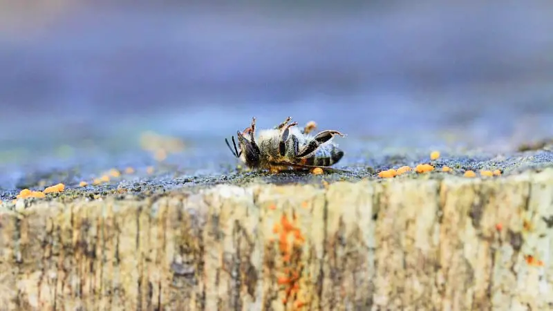 Insect killed by pesticide