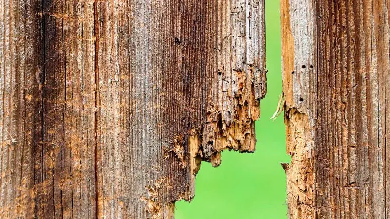Rotten wood - Will pallet wood rot?
