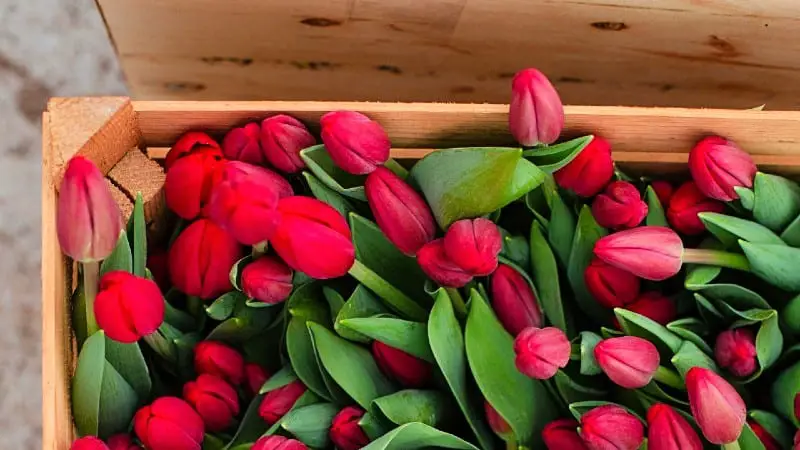 Wooden box holding red flowers