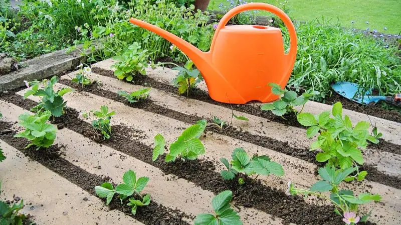 Garden with strawberry plants and pallet wood - How To Treat Pallets For Garden Use