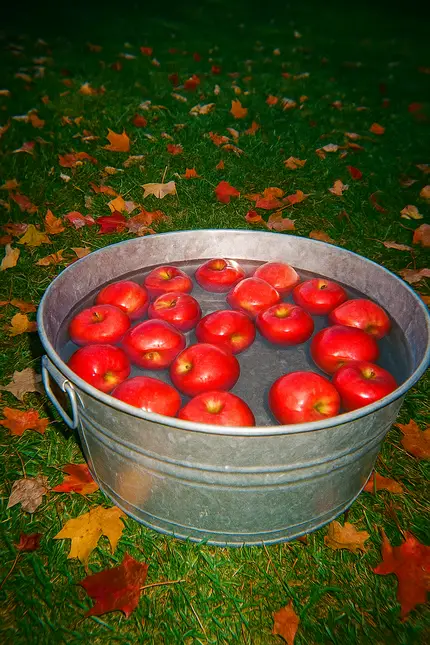 A metal tub filled with red apples floating in water, surrounded by fallen leaves on grass.